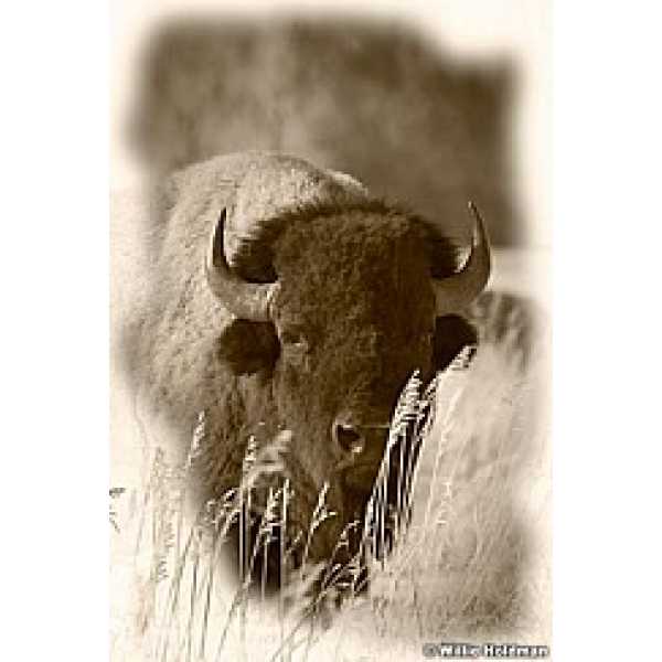 Buffalo Sepia 1