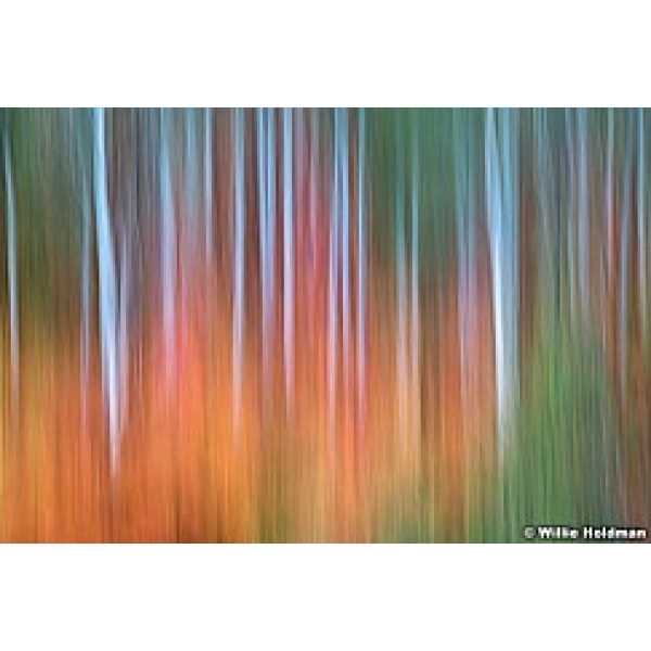 Maple Forest Abstract ADDED 1