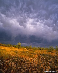 approaching storm over dandelion 1