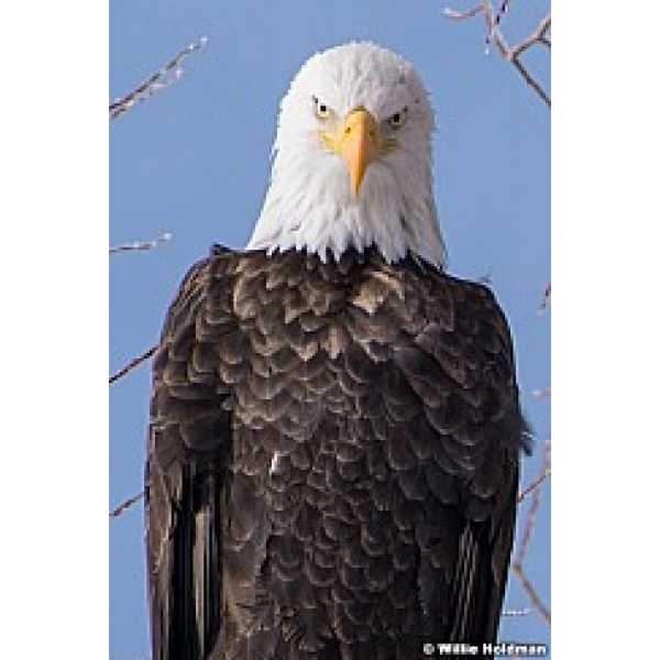 bald eagle looking at camera 1