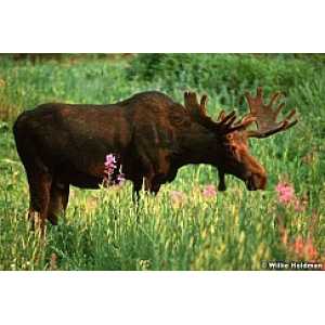 bull moose among fireweed wildflowers 1